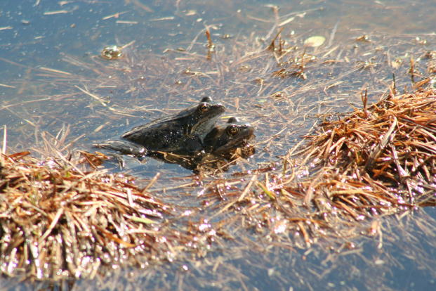 Rane innamorate - Pelophylax sp.
